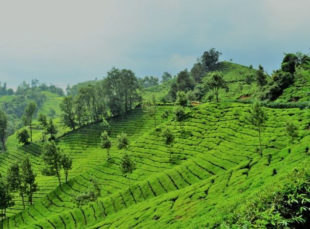 Charismatic Kochi Tour Package