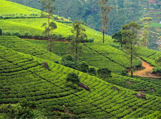 Scenic Sri Lanka Family Tour Package